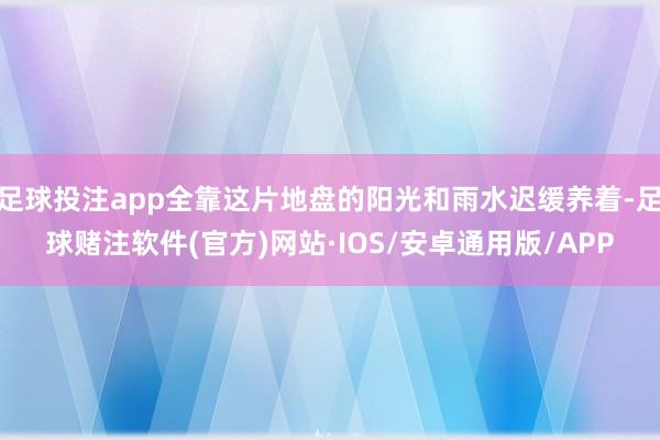 足球投注app全靠这片地盘的阳光和雨水迟缓养着-足球赌注软件(官方)网站·IOS/安卓通用版/APP
